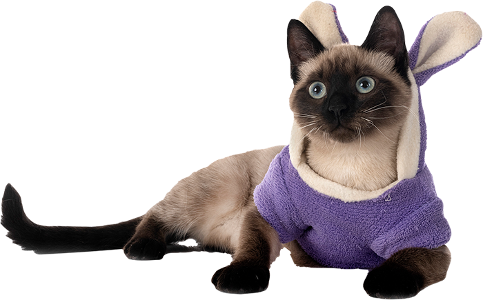 Un chat siamois portant un costume de lapin violet.