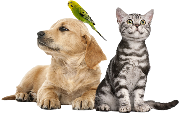 Deux animaux de compagnie assis côte à côte.