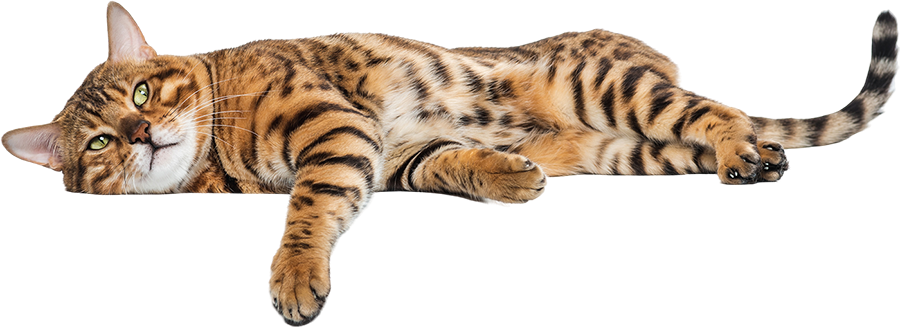 Un chat bengal couché sur un arrière-plan noir.