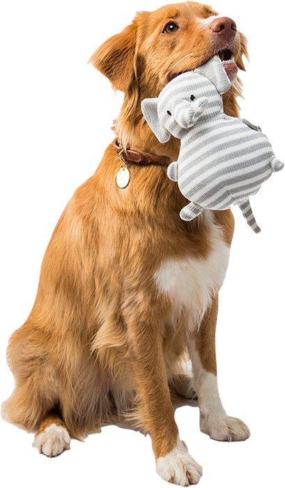 Un chien avec une peluche dans la gueule.