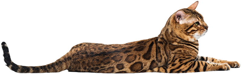 Une conversation posée sur un fond blanc.