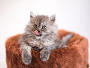 Un chaton gris est assis dans un lit de chat marron.