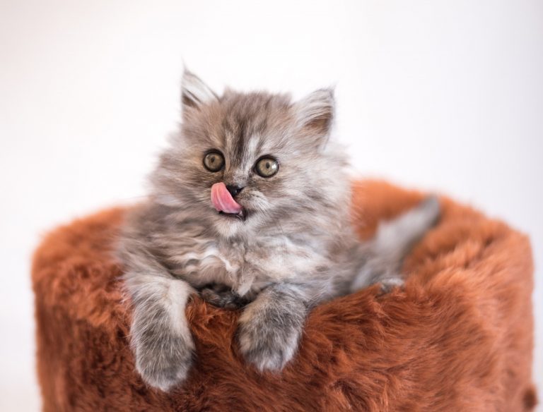 Un chaton gris est assis dans un lit de chat marron.