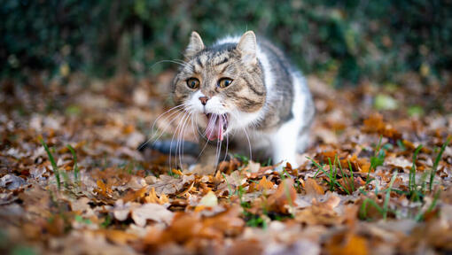 Un chat vomissant en marchant à travers les feuilles.