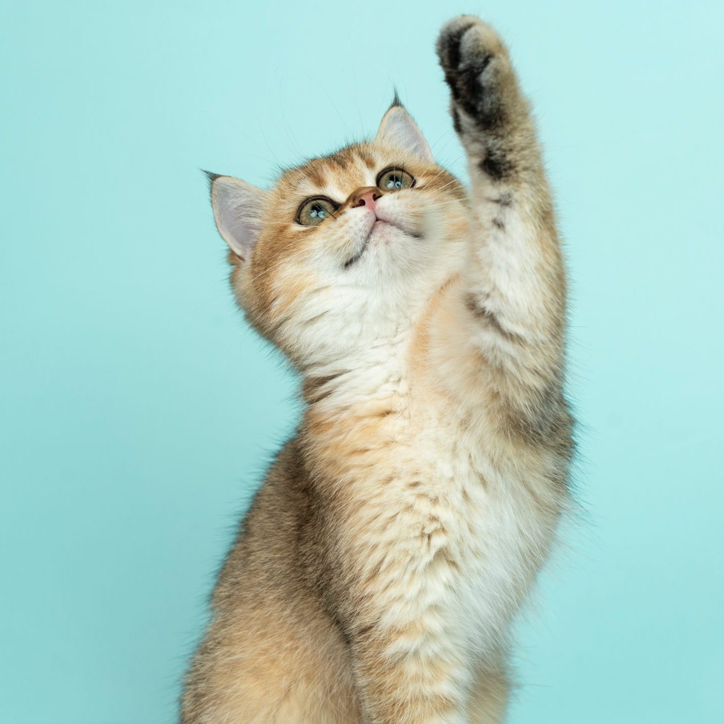 Pourquoi mon chat me mordille