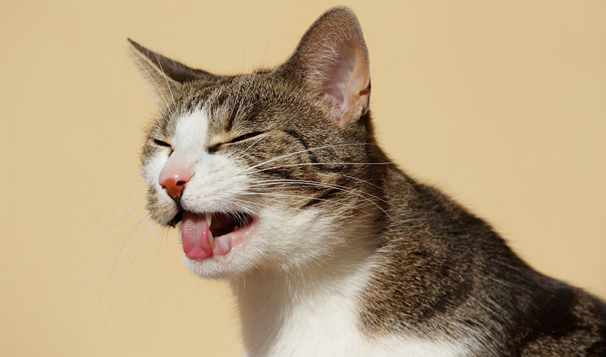 Un chat vomissant devant un arrière-plan jaune.