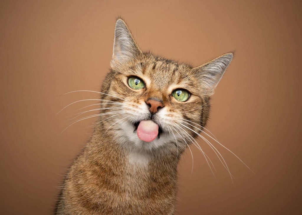 Un chat tigré qui sort la langue sur un fond marron. pourquoi mon chat me lèche